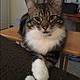 Mingi joined the competition — help win amazing prizes! cat, tabby, white_paws, crossed_paws, feline, indoor, couch, table, chair, fur, pet, animal, looking, closeup, whiskers, ears, eyes, domestic_cat, relaxed, household