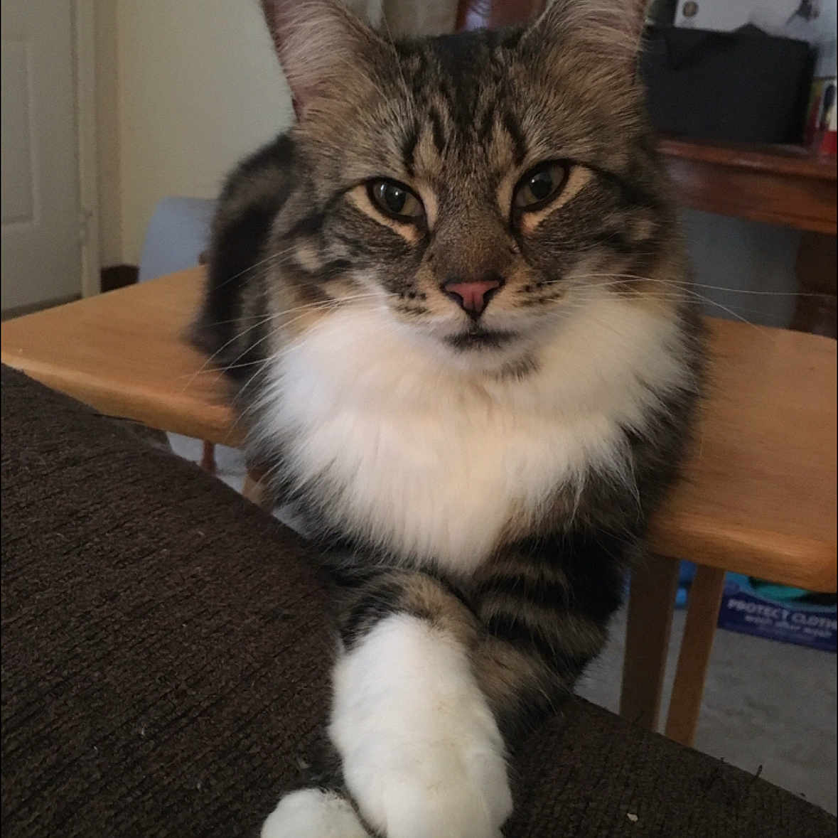 Mingi joined the competition — help win amazing prizes! animal, cat, chair, closeup, couch, crossed_paws, domestic_cat, ears, eyes, feline, fur, household, indoor, looking, pet, relaxed, tabby, table, whiskers, white_paws