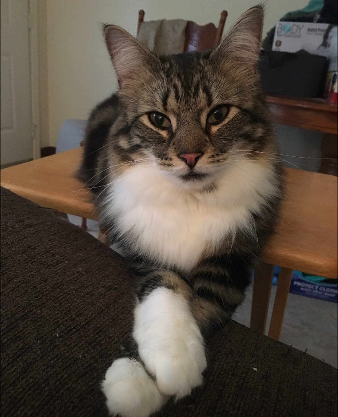 Mingi joined the competition — help win amazing prizes! cat, tabby, white_paws, crossed_paws, feline, indoor, couch, table, chair, fur, pet, animal, looking, closeup, whiskers, ears, eyes, domestic_cat, relaxed, household