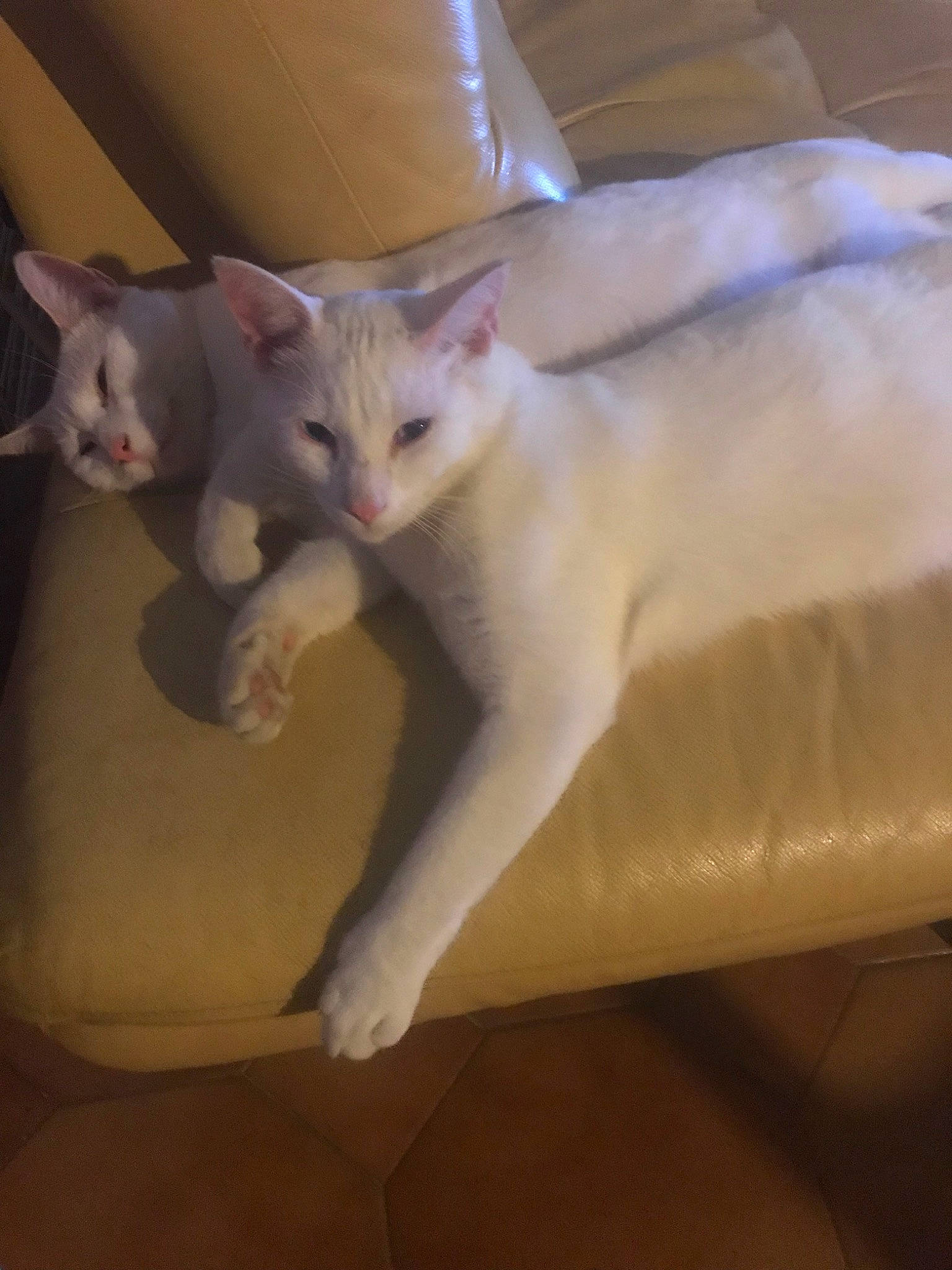 Olga a rejoint le concours — aidez-le/la à gagner de superbes lots ! asian, burmilla, carnivore, cat, colorpoint_shorthair, fawn, felidae, javanese, khao_manee, kitten, mammal, paw, small_to_medium_sized_cats, tail, turkish_angora, turkish_van, whiskers