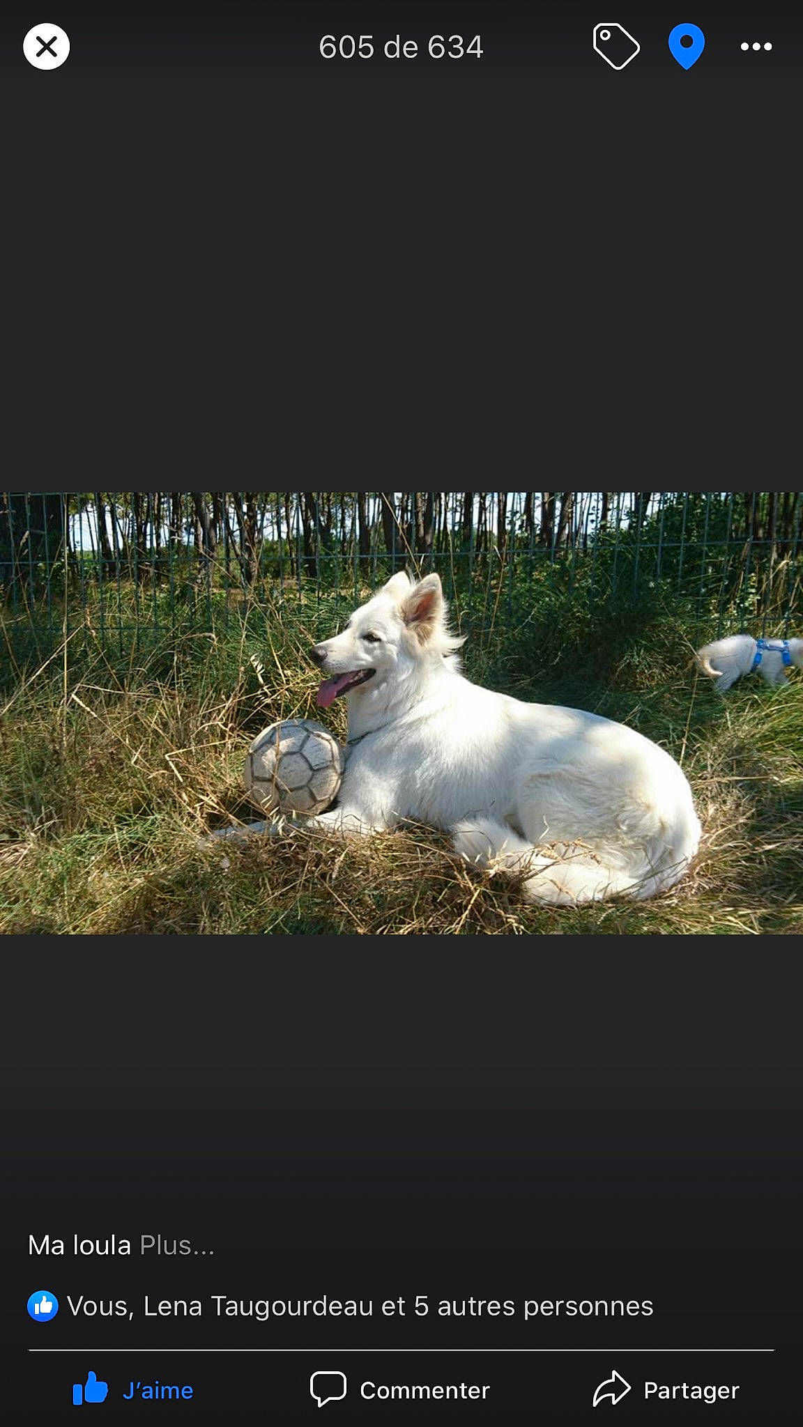 Loula a rejoint le concours — aidez-le/la à gagner de superbes lots ! canidae, carnivore, companion_dog, dog, dog_breed, jack_russell_terrier, pembroke_welsh_corgi, photo_caption, photography, russell_terrier, stock_photography, welsh_corgi