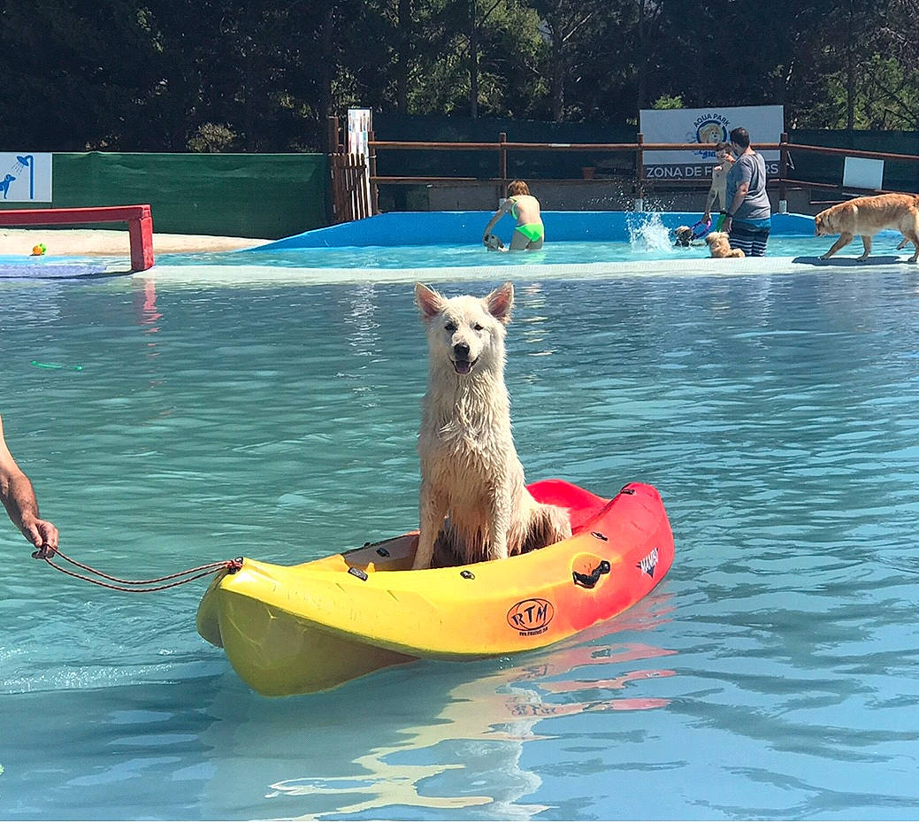 Loula a rejoint le concours — aidez-le/la à gagner de superbes lots ! boat, boating, boats_and_boating_equipment_and_supplies, canidae, carnivore, fawn, fun, leisure, recreation, vehicle, watercraft