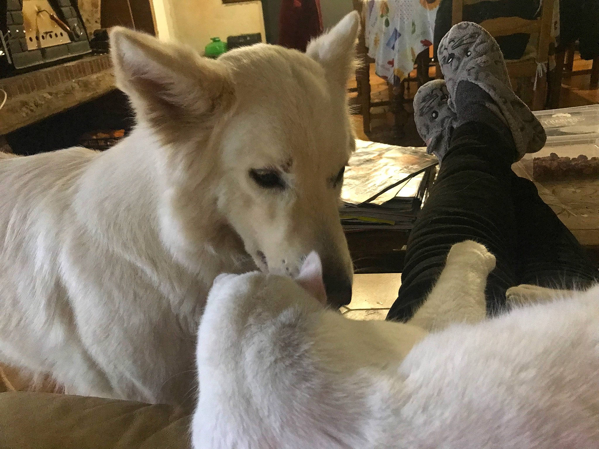 Loula a rejoint le concours — aidez-le/la à gagner de superbes lots ! ancient_dog_breeds, berger_blanc_suisse, canaan_dog, canidae, carnivore, czechoslovakian_wolfdog, dog, dog_breed, ear, fawn, korean_jindo_dog, mammal, non_sporting_group, norwegian_buhund, rare_breed_dog, vertebrate, white_shepherd, wolfdog