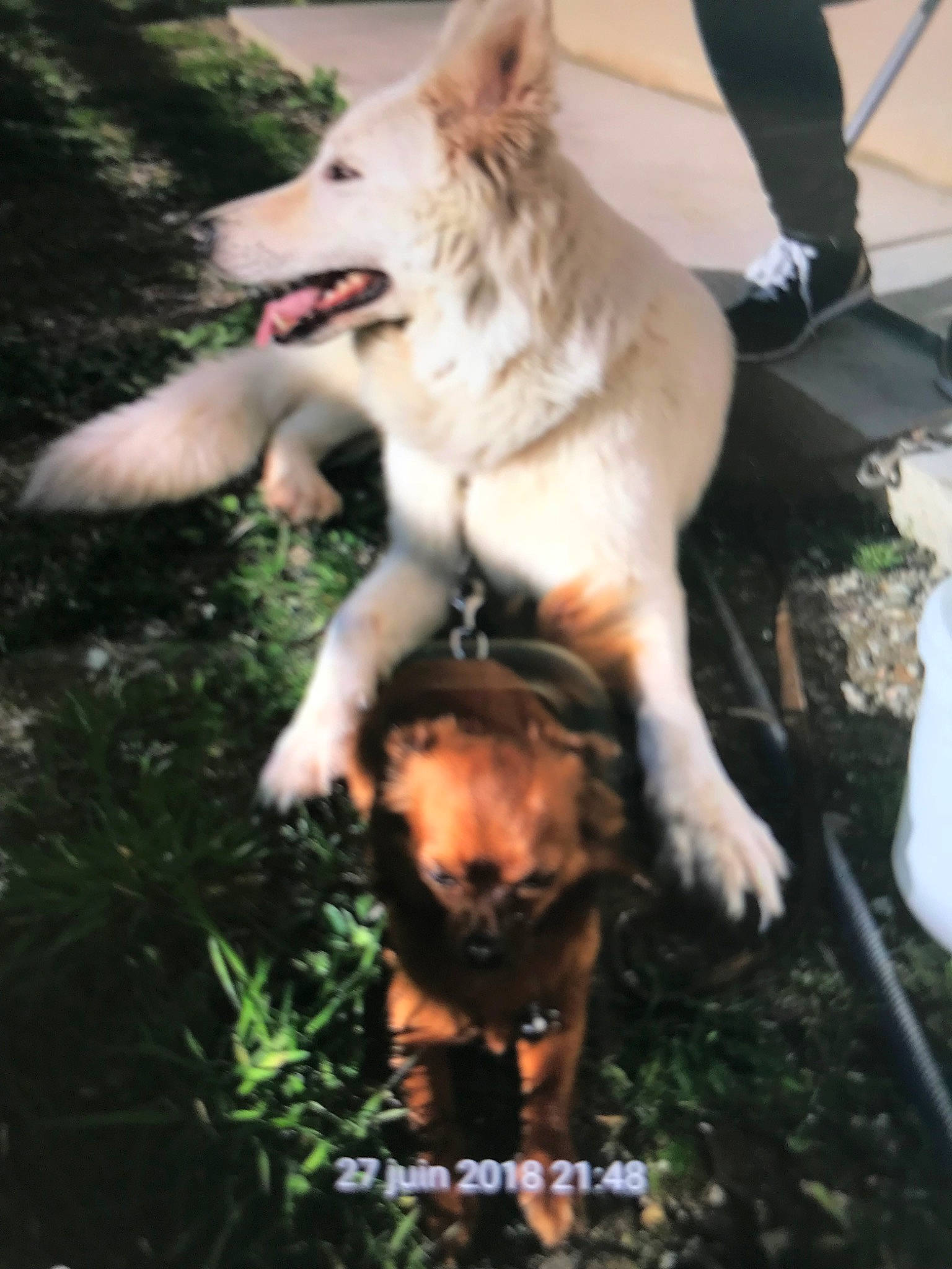 Loula a rejoint le concours — aidez-le/la à gagner de superbes lots ! berger_blanc_suisse, canidae, carnivore, czechoslovakian_wolfdog, dog, dog_breed, kintamani, kunming_wolfdog, mammal, vertebrate, white_shepherd, wolfdog