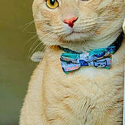 Bruno joined the competition — help win amazing prizes! cat, orange_tabby, bow_tie, pet, animal, indoor, close_up, yellow_eyes, pink_nose, fur, whiskers, sitting, portrait, cute, domestic_cat, feline, collar, accessory, background_blur, sticker