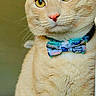 cat, orange_tabby, bow_tie, pet, animal, indoor, close_up, yellow_eyes, pink_nose, fur, whiskers, sitting, portrait, cute, domestic_cat, feline, collar, accessory, background_blur, sticker