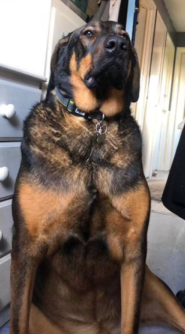 Jess is registered to the contest to win money with this photo: carnivore, collar, companion_dog, dog, dog_breed, dog_collar, door, fawn, fur, guard_dog, natural_material, snout, sporting_group, tail, whiskers, working_dog