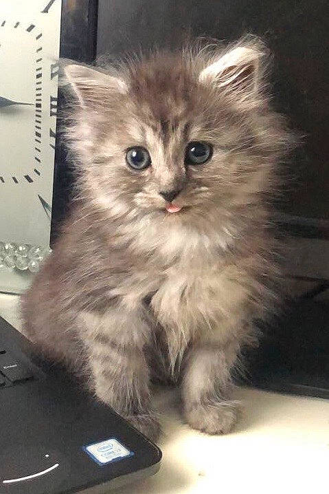 Marley joined the competition — help win amazing prizes! box, british_longhair, carnivore, cat, claw, communication_device, domestic_short_haired_cat, fawn, felidae, flooring, fur, gadget, mobile_phone, paw, photo_caption, portable_communications_device, small_to_medium_sized_cats, snout, tail, whiskers