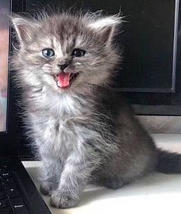 Marley joined the competition — help win amazing prizes! british_longhair, carnivore, cat, claw, companion_dog, computer_keyboard, domestic_short_haired_cat, felidae, fur, input_device, iris, paw, peripheral, photo_caption, ragdoll, small_to_medium_sized_cats, snout, terrestrial_animal, whiskers, window