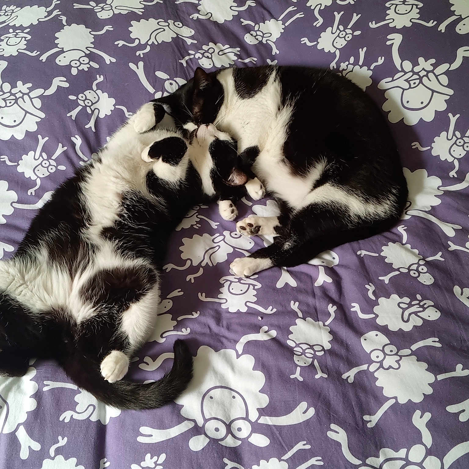 Edgar Et Berlioz