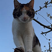 Nes participe au concours pour gagner de l'argent avec cette photo : animal, branch, calico_cat, cat, climbing, close_up, curious, daylight, ears, feline, looking_down, nature, outdoor, paws, pet, portrait, sky, tree, vertical_composition, whiskers