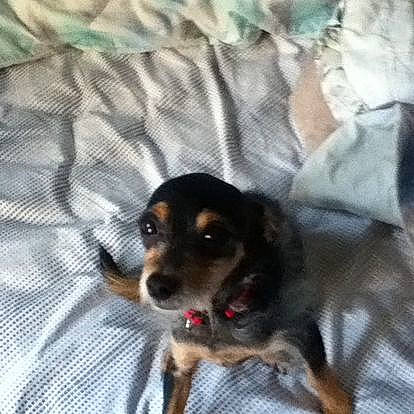 Taco is registered to the contest to win money with this photo: carnivore, comfort, companion_dog, dog, dog_breed, fur, grey, linens, pattern, paw, terrestrial_animal, toy_dog, working_animal, working_dog