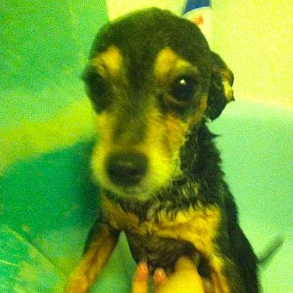 Taco joined the competition — help win amazing prizes! canidae, carlin_pinscher, carnivore, companion_dog, dog, dog_breed, fawn, fur, guard_dog, paw, puppy, snout, sporting_group, terrestrial_animal, texas_heeler, toy_dog, whiskers, working_animal, working_dog