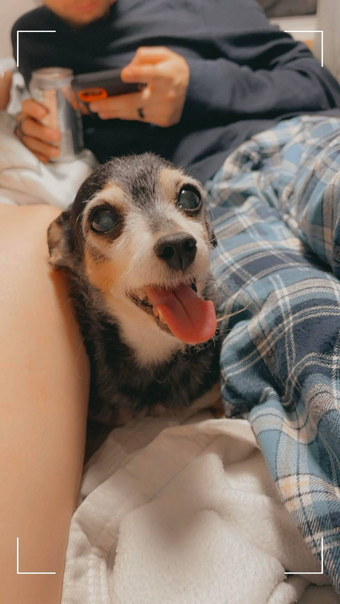 Taco is registered to the contest to win money with this photo: canidae, carnivore, collar, comfort, companion_dog, dog, dog_breed, fawn, foot, fur, pattern, paw, plaid, snout, sporting_group, tableware, tartan, terrestrial_animal, whiskers, working_dog