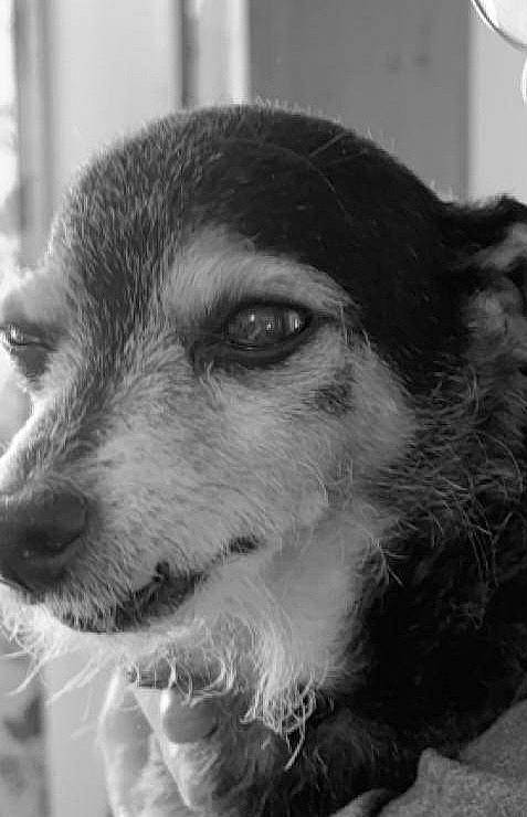 Taco is registered to the contest to win money with this photo: canidae, carnivore, close_up, companion_dog, dog, dog_breed, eyelash, fur, monochrome, monochrome_photography, snout, sporting_group, style, terrestrial_animal, whiskers, working_dog