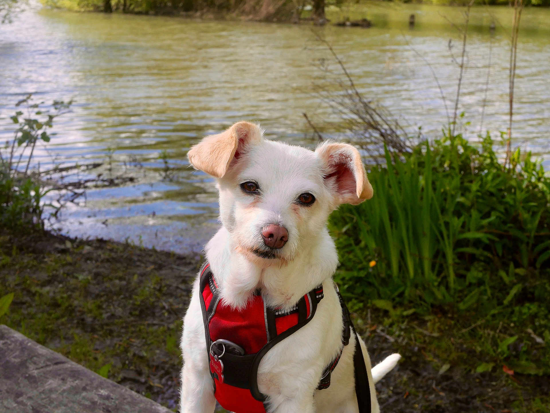 Bianca participe au concours pour gagner de l'argent avec cette photo : dog, white_dog, pet, harness, outdoor, nature, lake, water, greenery, grass, plants, animal, canine, portrait, sunlight, daylight, fur, ears, leash, calm