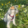 Bianca a rejoint le concours — aidez-le/la à gagner de superbes lots ! dog, white_dog, red_harness, grass, daffodils, yellow_flowers, white_flowers, park, trees, spring, sunny, outdoor, pet, animal, leash, nature, greenery, daytime, cute, sitting