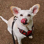 Bianca a rejoint le concours — aidez-le/la à gagner de superbes lots ! dog, white_dog, pet, animal, canine, leash, harness, outdoor, tongue, licking, ears, sitting, brown_eyes, fur, ground, cute, playful, closeup, walking, happy