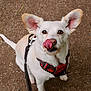 dog, white_dog, pet, animal, canine, leash, harness, outdoor, tongue, licking, ears, sitting, brown_eyes, fur, ground, cute, playful, closeup, walking, happy