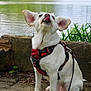 Bianca participe au concours pour gagner de l'argent avec cette photo : dog, white_dog, sitting, red_harness, leash, outdoor, lake, water, greenery, nature, wooden_log, ears, tongue_out, pet, canine, fur, daylight, calm, animal, cute