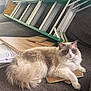 Milo joined the competition — help win amazing prizes! cat, fluffy_cat, blue_eyes, couch, ladder, wooden_planks, indoor, pet, relaxed, sofa, furniture, home, cozy, animal, fur, resting, laying_down, domestic, cute, household