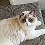 Milo is registered to the contest to win money with this photo: cat, blue_eyes, fluffy, carpet, indoor, pet, feline, animal, white, beige, baseboard, soft, cute, relaxed, looking_at_camera, domestic_cat, long_hair, whiskers, ears, floor