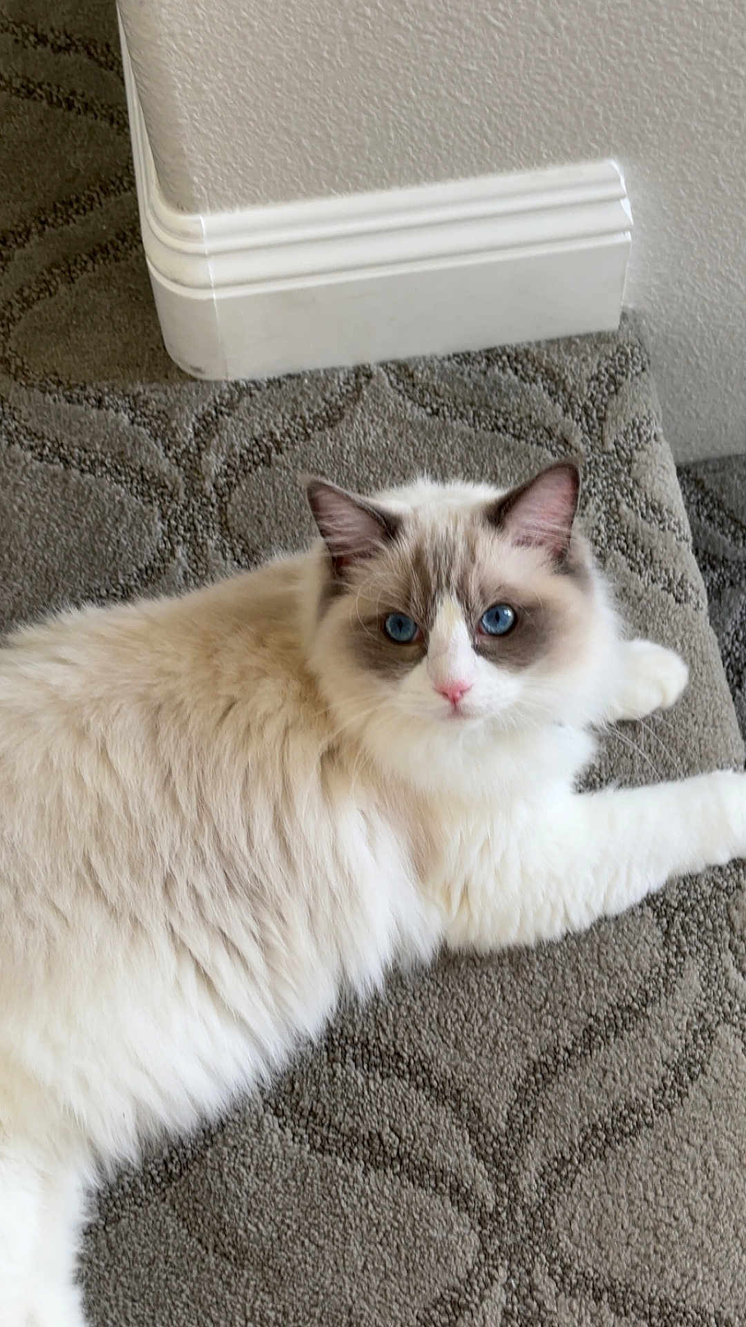 Milo is registered to the contest to win money with this photo: cat, blue_eyes, fluffy, carpet, indoor, pet, feline, animal, white, beige, baseboard, soft, cute, relaxed, looking_at_camera, domestic_cat, long_hair, whiskers, ears, floor