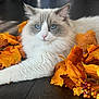 cat, blue_eyes, fluffy, autumn_leaves, orange_leaves, fall, indoor, close_up, pet, animal, relaxed, lying_down, feline, whiskers, pink_nose, soft_fur, nature, seasonal, decor, cozy