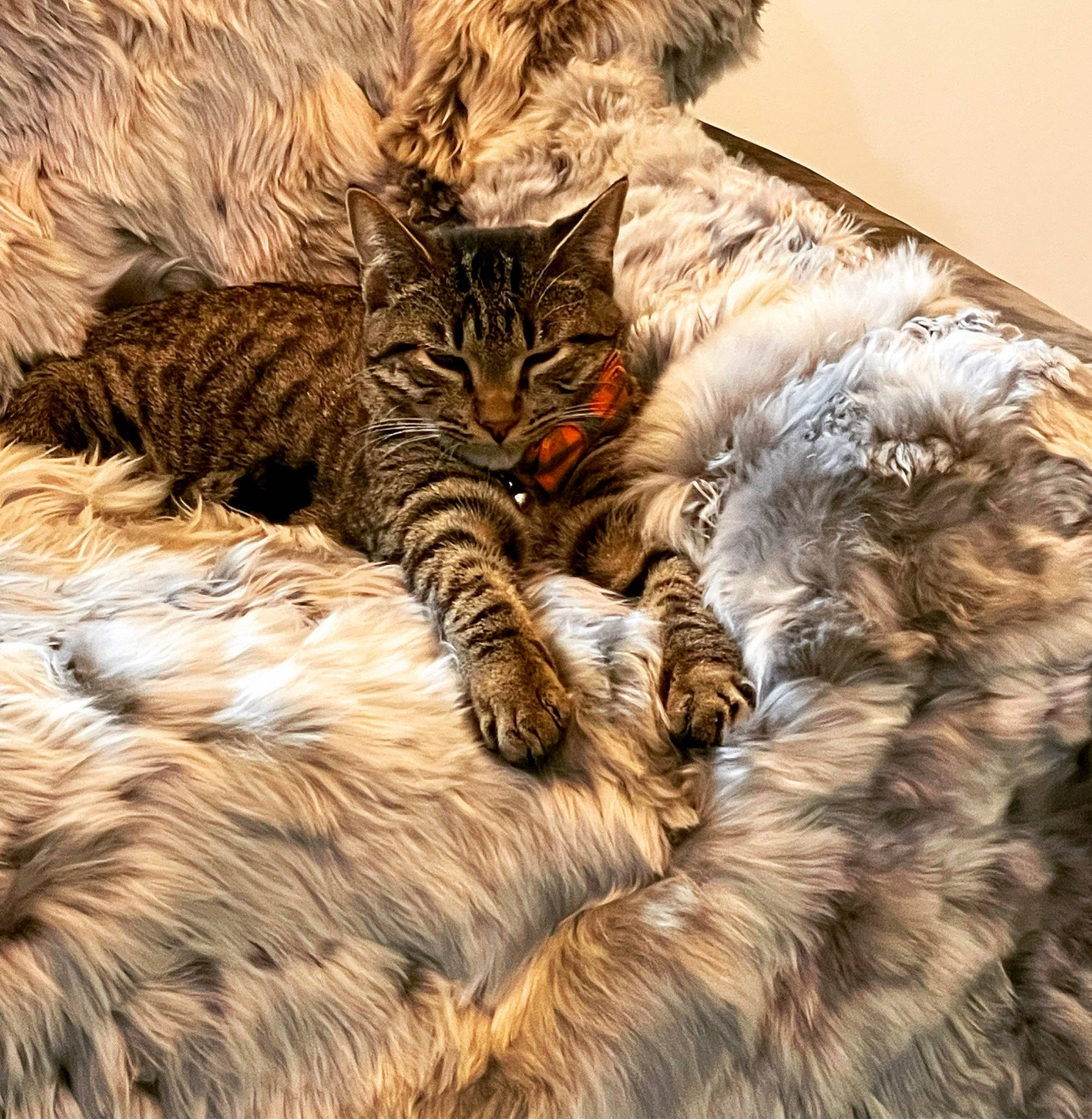 Wonder joined the competition — help win amazing prizes! carnivore, cat, claw, comfort, domestic_short_haired_cat, fawn, felidae, fur, pattern, paw, plant, sleep, small_to_medium_sized_cats, snout, tail, terrestrial_animal, tree, whiskers, wildlife, wood