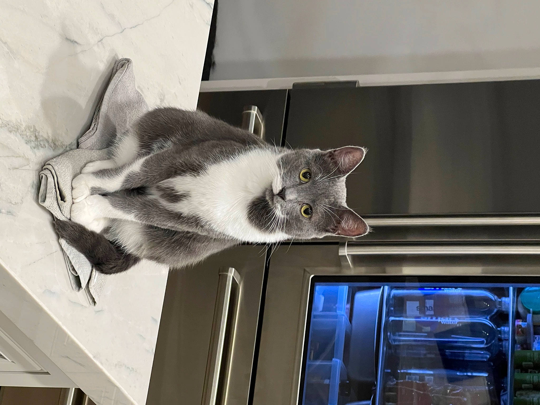 Hope joined the competition — help win amazing prizes! canidae, carnivore, cat, comfort, domestic_short_haired_cat, felidae, fur, machine, paw, room, small_to_medium_sized_cats, snout, tail, whiskers