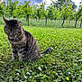 animal, cat, cloudy_sky, daylight, field, fur, grass, greenery, leaf, mammal, nature, outdoor, pet, plant, serious, sitting, tabby, tree, whiskers, wildlife
