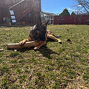 Todd joined the competition — help win amazing prizes! animal, backyard, blue_sky, canine, chewing, clouds, daylight, dog, fence, german_shepherd, grass, nature, outdoor, pet, playful, stick, sunny, tree, wooden_deck, yard
