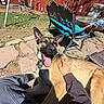 Todd joined the competition — help win amazing prizes! backyard, canine, chair, cushion, daylight, dog, fence, grass, hand, happy, outdoor, person, petting, relaxing, shadow, stone_path, sunny, swing, table, tongue_out