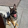 Todd joined the competition — help win amazing prizes! alert, animal, canine, companion, daytime, dog, ears_up, friendly, german_shepherd, happy, leash, outdoor, pavement, pet, shadow, sidewalk, smiling, sunny, tongue_out, walking