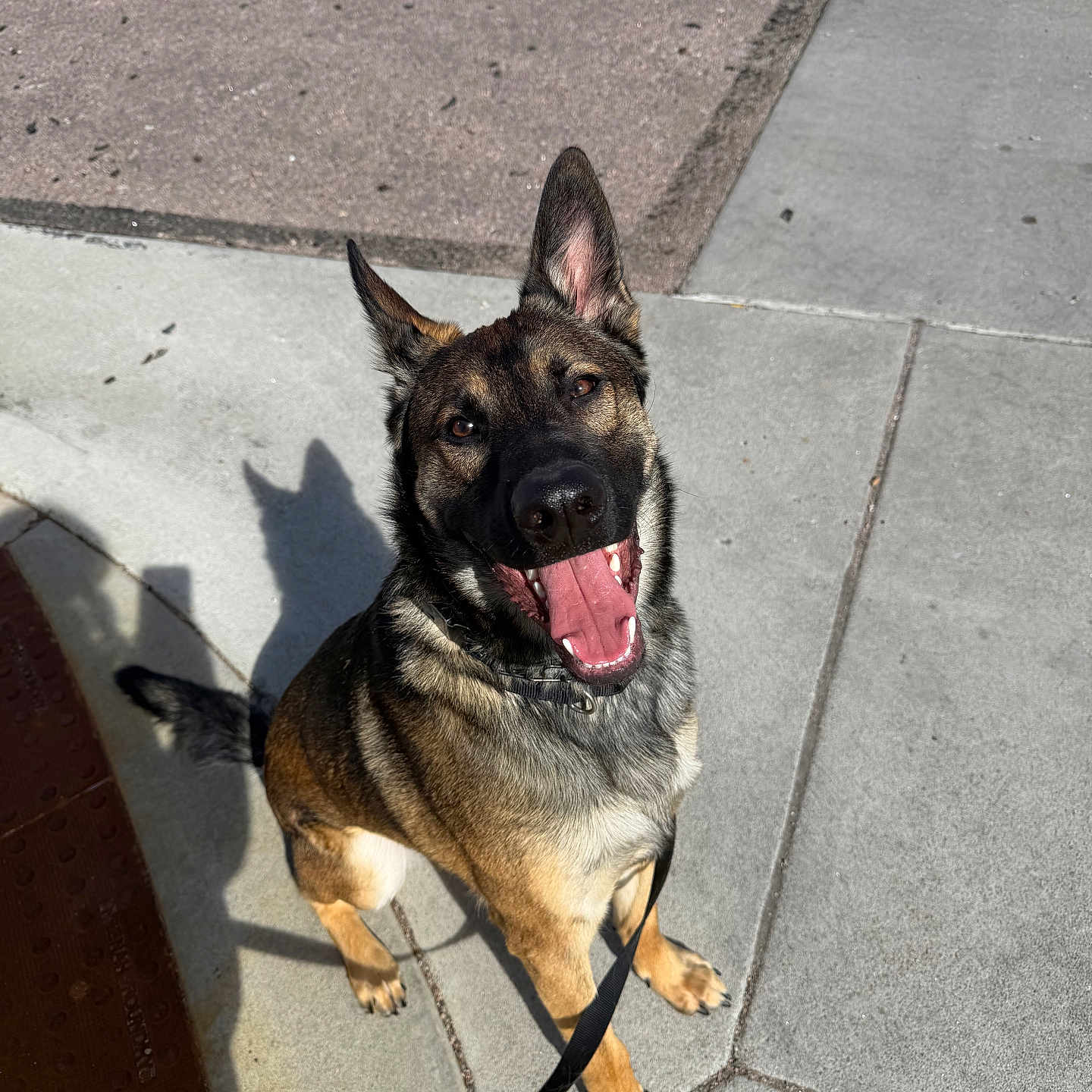 Todd joined the competition — help win amazing prizes! alert, animal, canine, companion, daytime, dog, ears_up, friendly, german_shepherd, happy, leash, outdoor, pavement, pet, shadow, sidewalk, smiling, sunny, tongue_out, walking