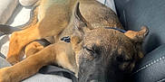 Todd joined the competition — help win amazing prizes! animal, black_nose, brown_fur, car_seat, cozy, cute, dinosaur, dog, inside_car, leather, nap, pet, plush_toy, puppy, relaxed, resting, seatbelt, sleeping, sunlight, toy