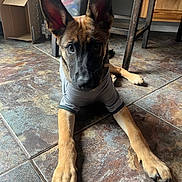 Todd is registered to the contest to win money with this photo: black, brown, canine, cardboard_box, dog, ears, floor, flooring, furniture, home, indoors, looking, paws, pet, puppy, relaxed, shirt, snout, table, tile