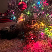 Holli is registered to the contest to win money with this photo: animal, carpet, cat, celebration, christmas_tree, close_up, colorful_lights, cozy, decorations, feline, festive, fluffy, gift, holiday, holiday_lights, indoor, ornament, pet, tree_branch, warm_lighting