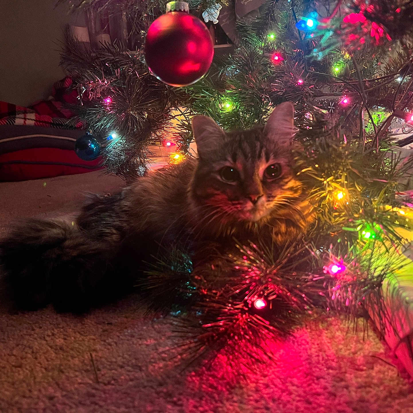 Holli is registered to the contest to win money with this photo: animal, carpet, cat, celebration, christmas_tree, close_up, colorful_lights, cozy, decorations, feline, festive, fluffy, gift, holiday, holiday_lights, indoor, ornament, pet, tree_branch, warm_lighting