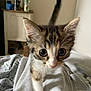 Beans is registered to the contest to win money with this photo: kitten, cat, close_up, indoor, curious, soft_blanket, furniture, cabinet, domestic, pet, whiskers, tail, young_animal, brown_tabby, white_paws, fur, cute, animal, small, eyes