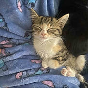 Beans joined the competition — help win amazing prizes! kitten, cat, sleeping, blanket, cozy, soft, cute, fur, paw, resting, domestic_cat, animal, pet, indoor, comfort, relaxation, young, small, feline, snuggle