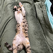 Beans is registered to the contest to win money with this photo: animal, cat, curious_eyes, cute, domestic_animal, feline, fur, green_blanket, indoor, kitten, lying_down, paws_up, pet, relaxing, soft_blanket, spotted_fur, stretching, tail, whiskers, young