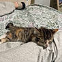 Beans is registered to the contest to win money with this photo: kitten, cat, sleeping, bed, blanket, floral_pattern, gray_clothing, human_leg, foot, rest, indoor, cozy, pet, feline, domestic_animal, soft_texture, relaxation, close_up, comfort, nap