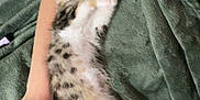 Beans joined the competition — help win amazing prizes! kitten, sleeping, cat, animal, pet, fur, spotted, white, brown, green_blanket, person, arm, hand, cozy, resting, indoors, soft, cute, relaxation, nap