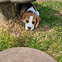 animal, beagle, black, brown, cute, dog, grass, laying_down, nature, outdoor, pet, picnic_table, puppy, resting, small, stone, sunlight, white, wood, young