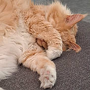 O'Malley participe au concours pour gagner de l'argent avec cette photo : animal, cat, couch, cozy, cute, domestic_cat, feline, floor, fluffy, fur, home, indoor, kitchen, orange_cat, paw, pet, quiet, relaxed, resting, sleeping