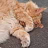 animal, cat, couch, cozy, cute, domestic_cat, feline, floor, fluffy, fur, home, indoor, kitchen, orange_cat, paw, pet, quiet, relaxed, resting, sleeping