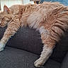 O'Malley a rejoint le concours — aidez-le/la à gagner de superbes lots ! animal, cat, comfortable, couch, cozy, cute, domestic_animal, feline, fluffy, fur, furniture, ginger_cat, home, indoor, living_room, nap, pet, relaxed, resting, sleeping