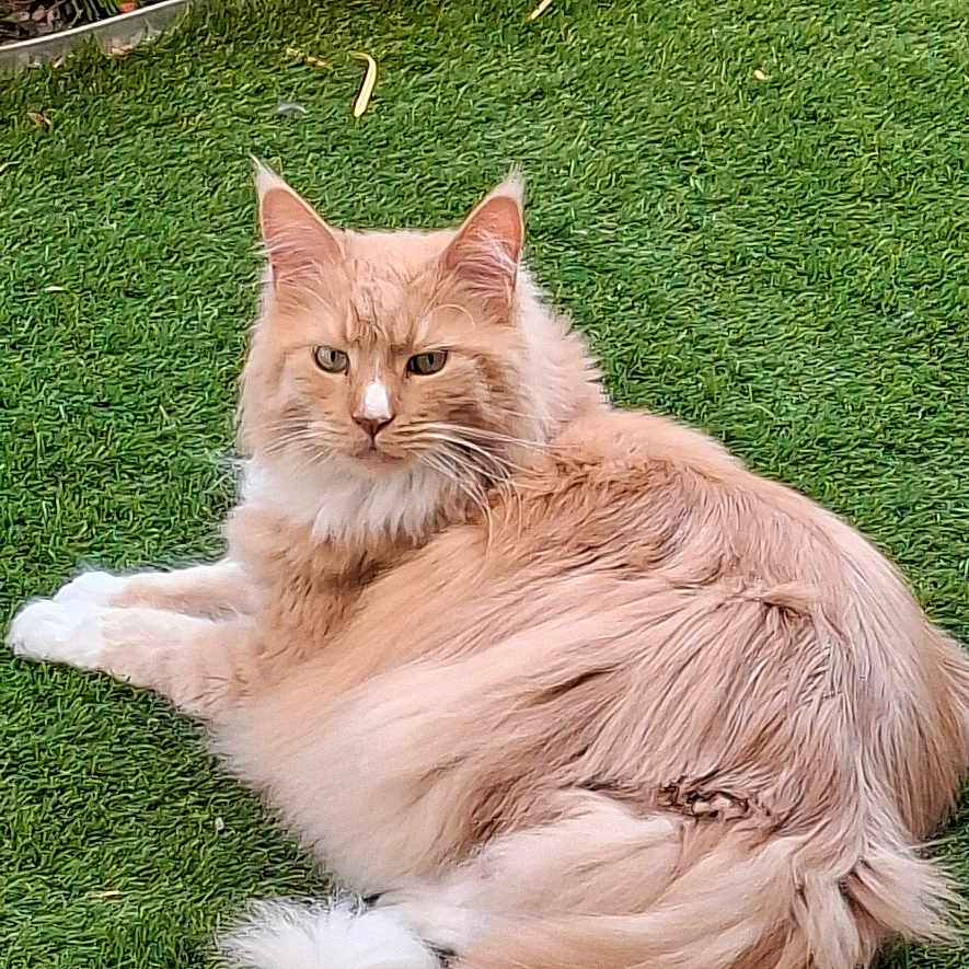 O'Malley