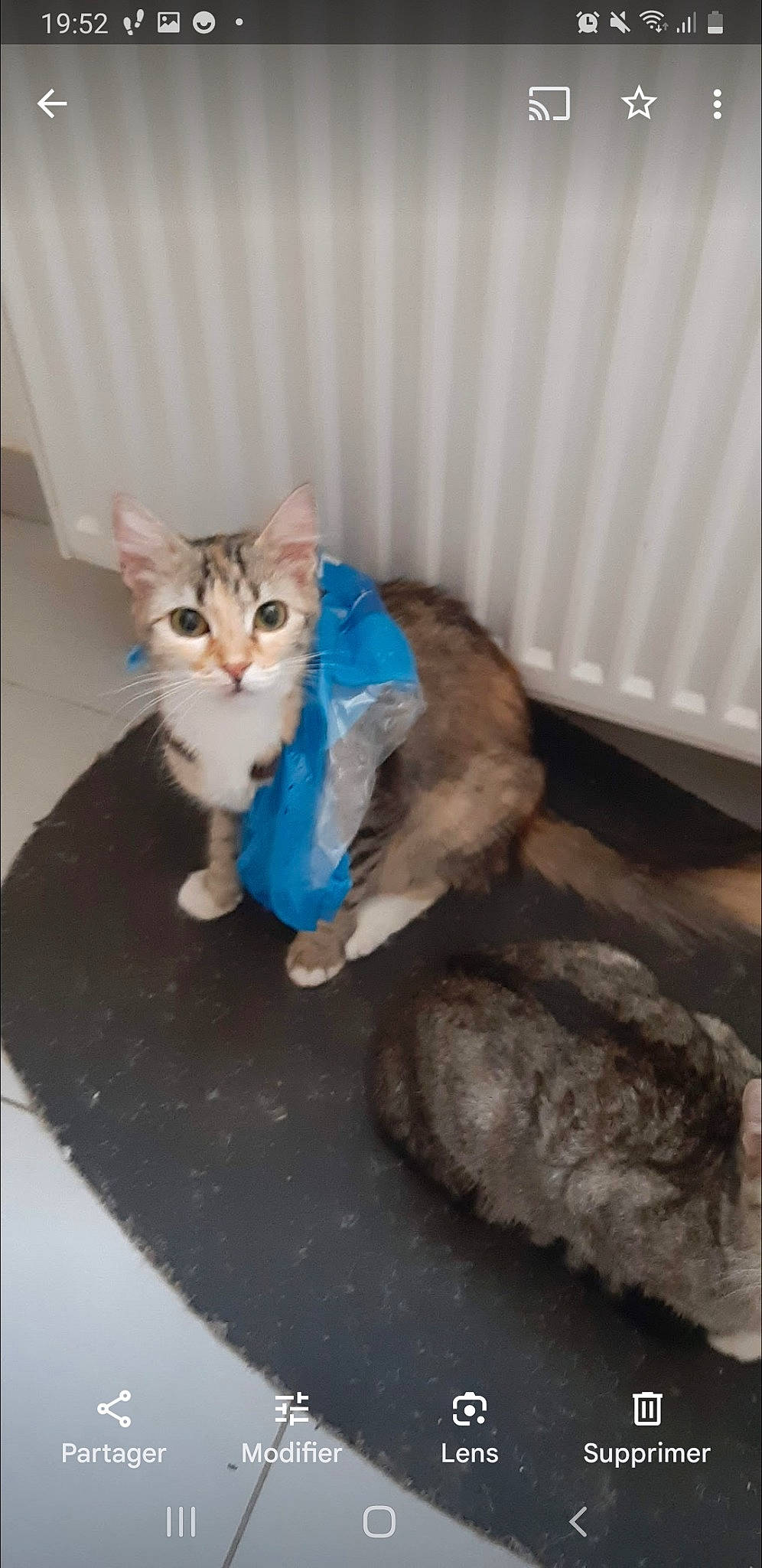 Cracra a rejoint le concours — aidez-le/la à gagner de superbes lots ! carnivore, cat, cat_supply, claw, domestic_short_haired_cat, fawn, felidae, flooring, fur, paw, pet_supply, small_to_medium_sized_cats, stuffed_toy, tail, teddy_bear, toy, vertebrate, whiskers